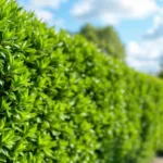 vermeiden sie teure fehler beim heckenschnitt mit unserem garten-alarm. erfahren sie, wie sie ihre hecken richtig schneiden und probleme vermeiden.