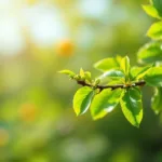 entdecke, warum dein zitronenbaum trotz blattverlust schnell wieder gesund wächst und wie du ihn richtig pflegst, um neues blattwerk und früchte zu fördern.